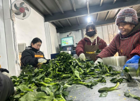 新發(fā)地：春菜價(jià)格親民