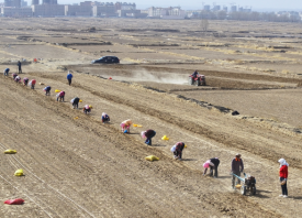 民樂(lè)縣：千畝紫皮大蒜種植忙